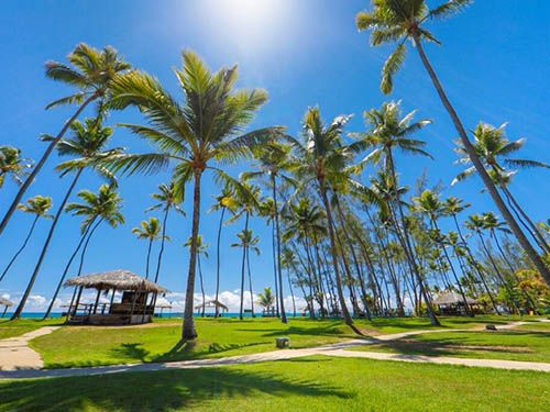 Árvores da Pousada Xalés de Maracaípe