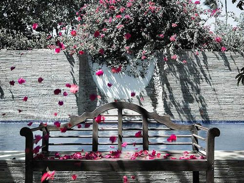 jardim do My Blue Hotel