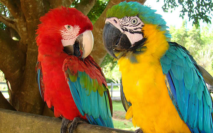 Animais silvestres - Pantanal