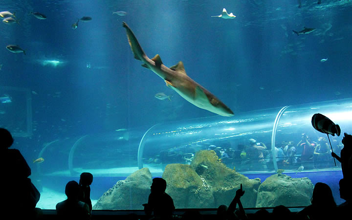 Aquario - Animais Aquario - VLT