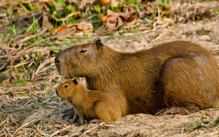 Pantanal - Capivara Pantanal - Capivara