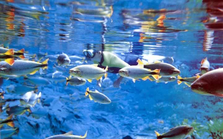 Passeio de Flutuação pelos rios em Bonito - MS Passeio de Flutuação pelos rios em Bonito - MS