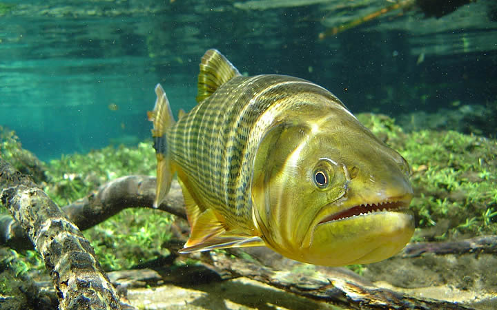 Peixe Dourado - Pantanal