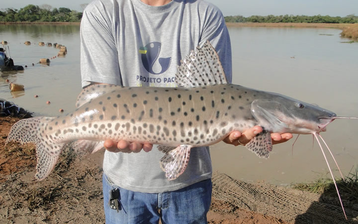 Peixe Pintado - Pantanal Peixe Pintado - Pantanal