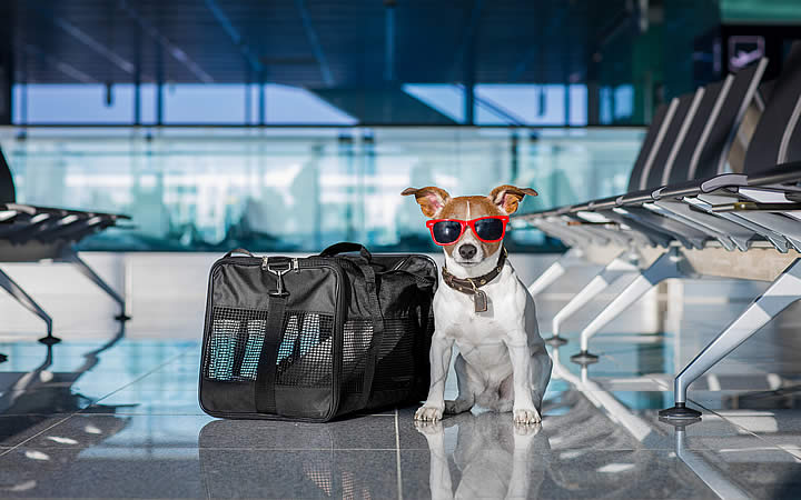 Cachorro indo viajar Cachorro indo viajar