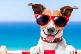 Como viajar com animais