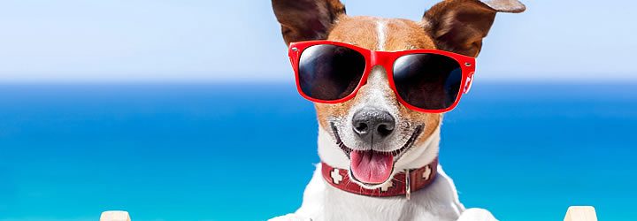 Como viajar com animais Como viajar com animais