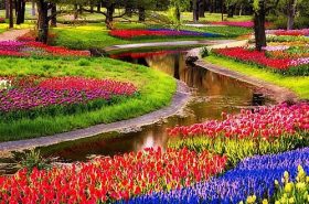 Flores Holambra