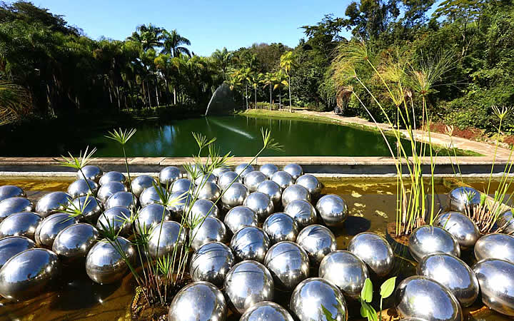 Narcissus garden