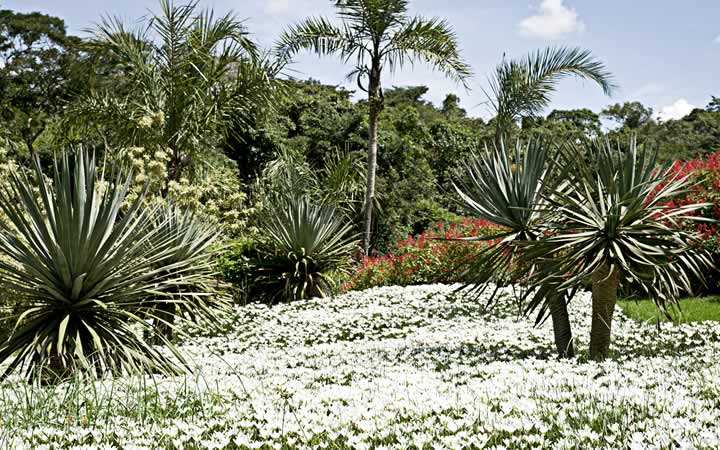 Jardim Botânico - Inhotim Jardim Botânico - Inhotim