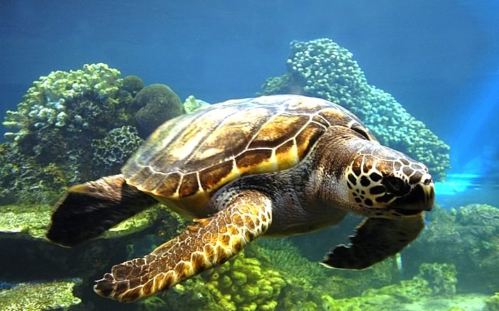 Oceanário de Aracaju