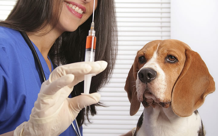 Vacinação em animais Vacinação em animais