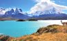 Guanaco no Parque Nacional Torres del Paine Chile