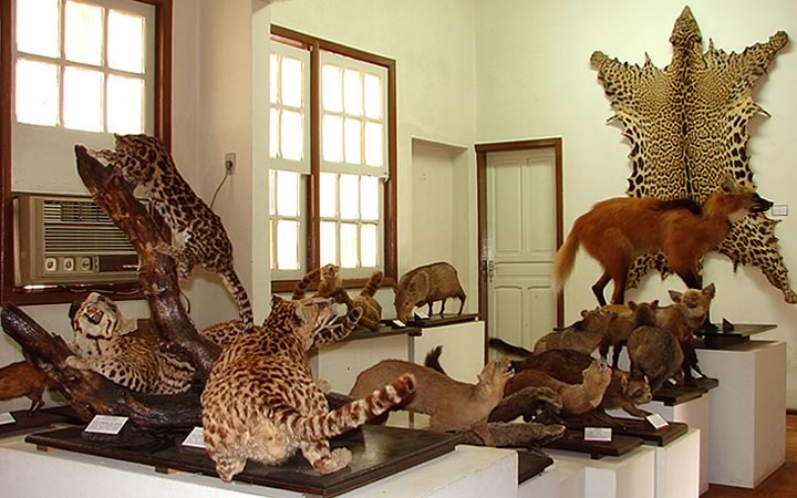 Museu de Zoologia João Moojen em Viçosa Museu de Zoologia João Moojen em Viçosa
