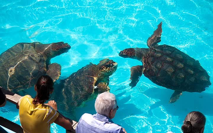 Tartarugas na Barra da Lagoa - Florianópolis