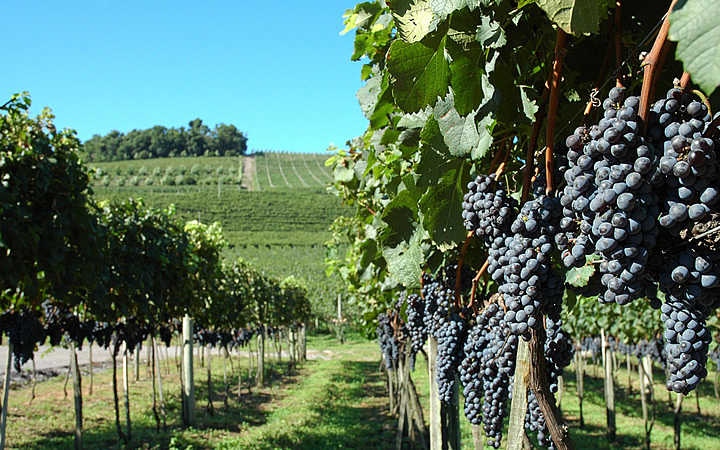 Vale dos Vinhedos - Serra Gaúcha