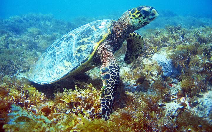 Vida marinha em Abrolhos - Tartaruga Vida marinha em Abrolhos - Tartaruga