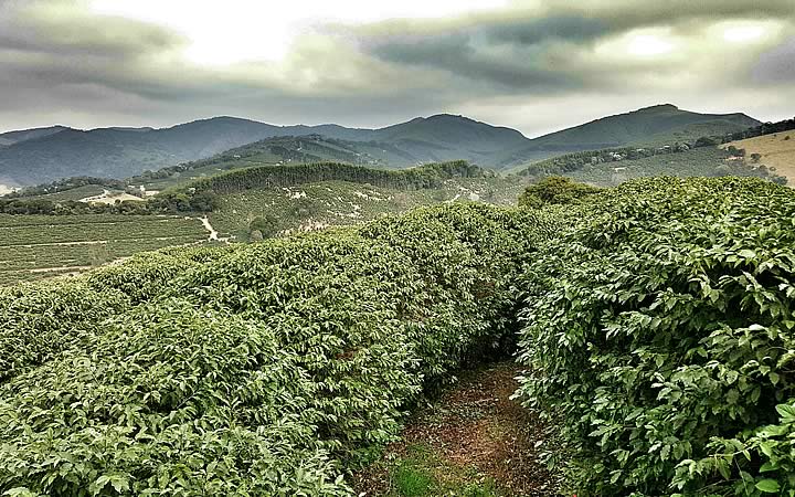 Rota do café em São Lourenço - MG
