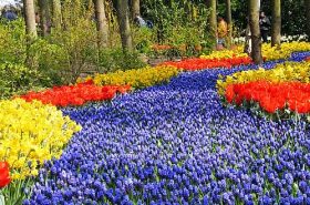 Flores em Holambra