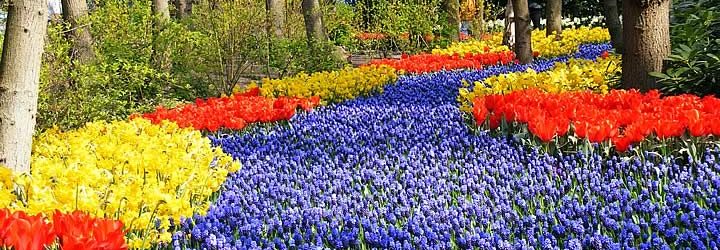 Flores em Holambra Flores em Holambra
