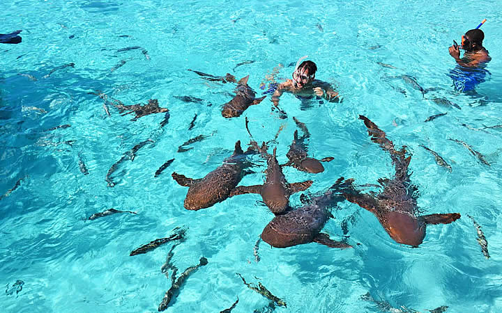 Nadando com tubarões em Bahamas Nadando com tubarões em Bahamas