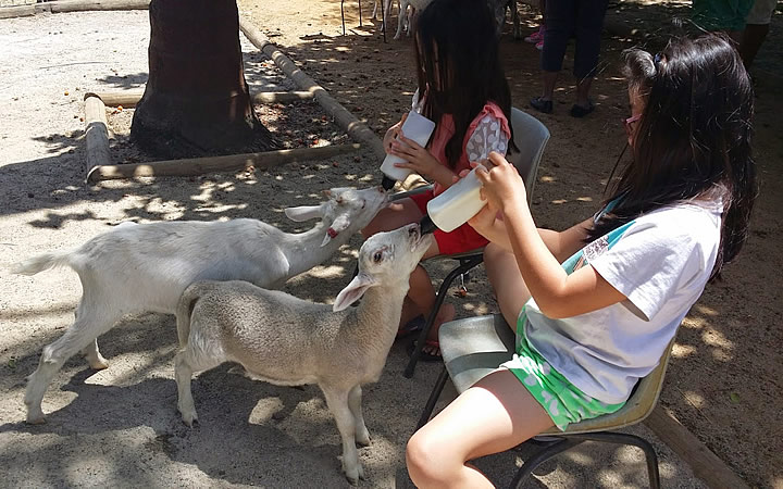 Swan Valley Cuddly Animal Farm