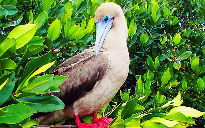 Atobá-de-patas-vermelhas