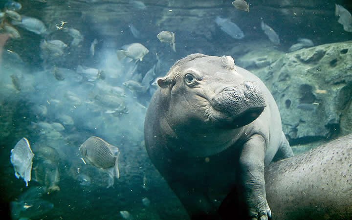 Cincinnati Zoo - Hipopótamos Cincinnati Zoo - Hipopótamos