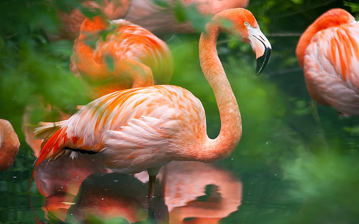 Flamingo-americano