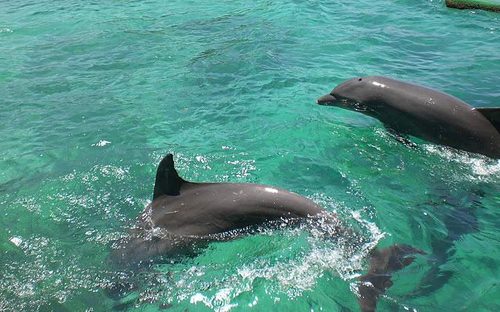 Golfinhos no Oceanário