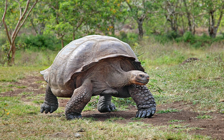 Tartarugas gigantes de Galápagos