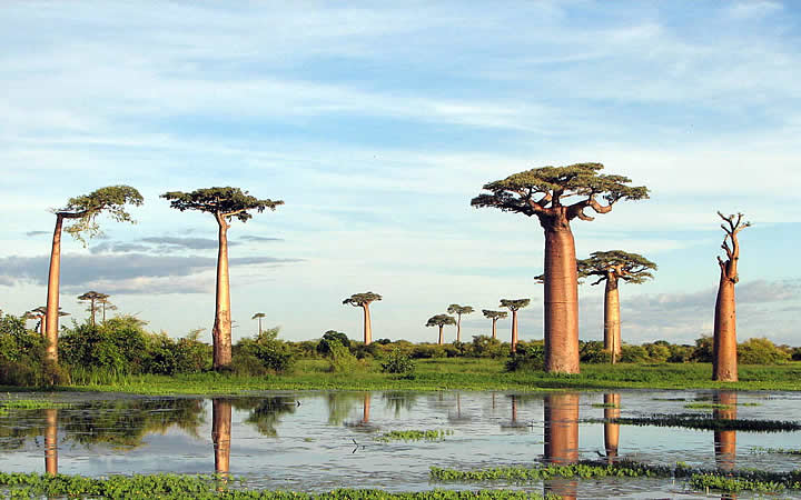 Árvores Grandes - Natureza de Madagascar