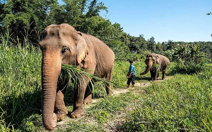 Elephant Nature Park