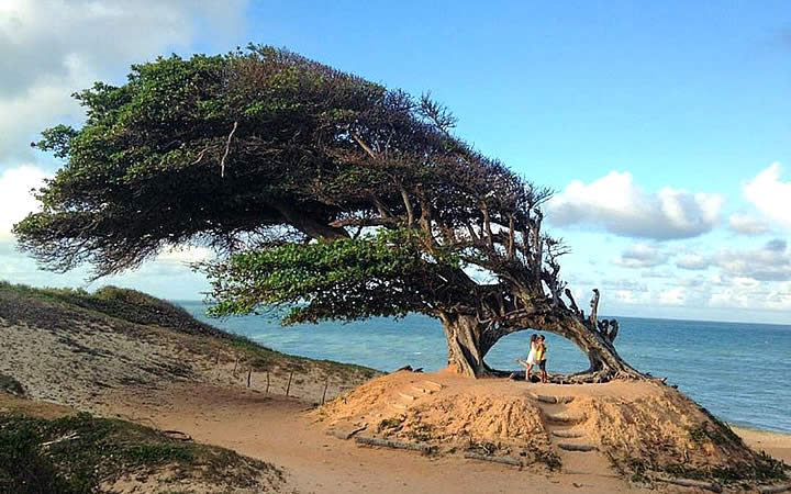 Duas pessoas em baixo da árvore na Praia Maxaranguape Duas pessoas em baixo da árvore na Praia Maxaranguape