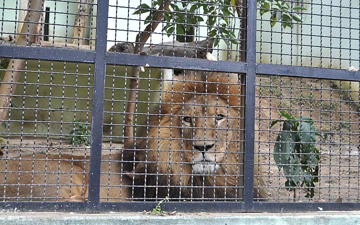 Leão em Jaula no Zoológico Municipal de Varginha Leão em Jaula no Zoológico Municipal de Varginha