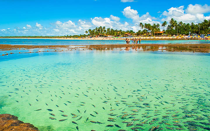 Porto de Galinhas - Piscina Natural com varios peixes Porto de Galinhas - Piscina Natural com varios peixes