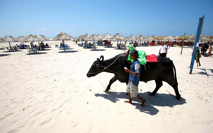 Búfalo andando na Praia do Pesqueiro Búfalo andando na Praia do Pesqueiro