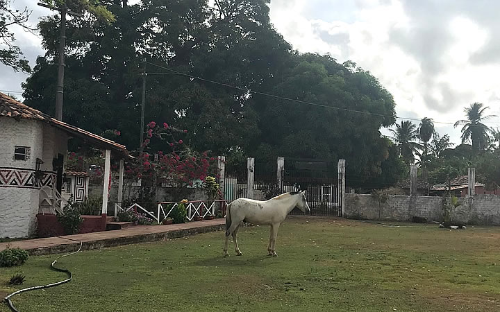 Cavalo no quintal da Pousada Marajoara Cavalo no quintal da Pousada Marajoara