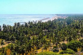 Coqueiros em uma das Praias de Icapuí