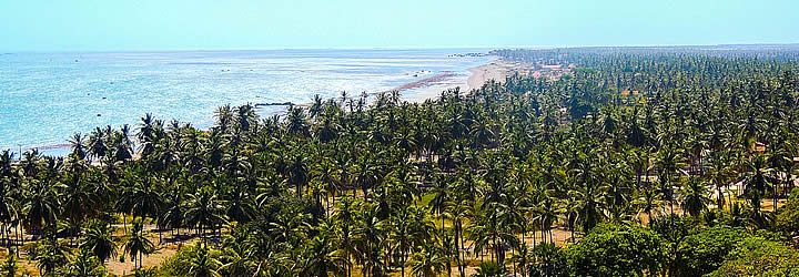 Coqueiros em uma das Praias de Icapuí Coqueiros em uma das Praias de Icapuí