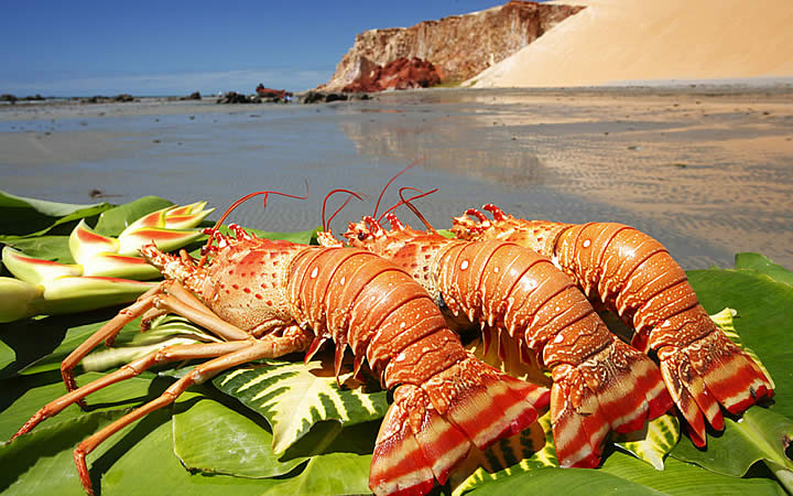 Lagosta na praia em Icapuí Lagosta na praia em Icapuí