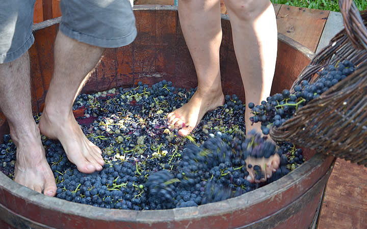 Pessoas pisando em uvas Pessoas pisando em uvas