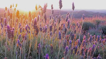 Por do Sol no Lavandário de Cunha