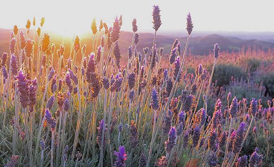 Por do Sol no Lavandário de Cunha