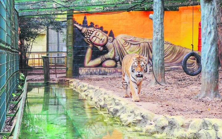 Tigre no Zoológico de Piracicaba Tigre no Zoológico de Piracicaba