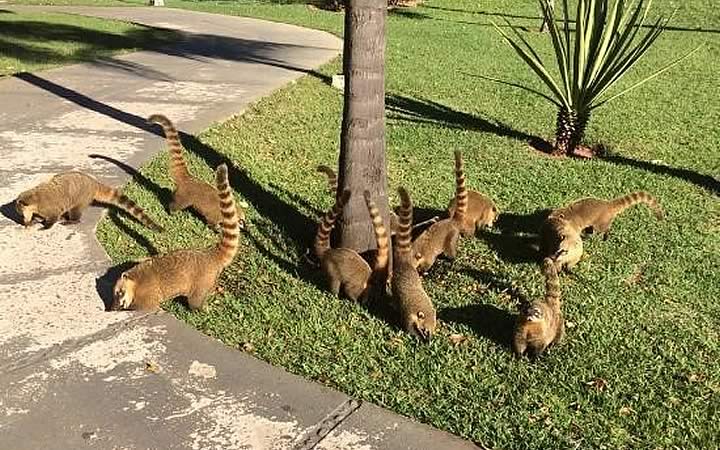 Animais na praça dos Poderes Animais na praça dos Poderes