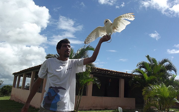Home segurando um falcão no Parque dos Falcões Home segurando um falcão no Parque dos Falcões