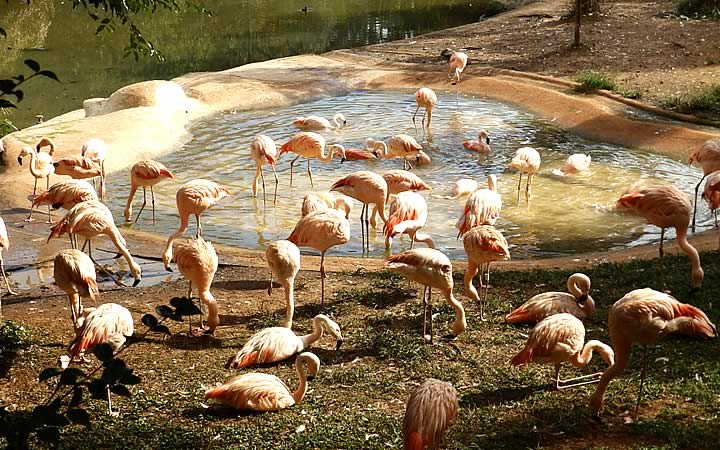 Animais no Zoológico de São Paulo Animais no Zoológico de São Paulo