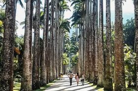 Corredor de Palmeiras no Jardim Botânico RJ