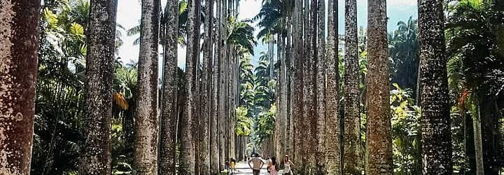 Corredor de Palmeiras no Jardim Botânico RJ Corredor de Palmeiras no Jardim Botânico RJ